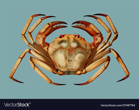 Atlantic Deep Sea Red Crab Royalty Free Vector Image