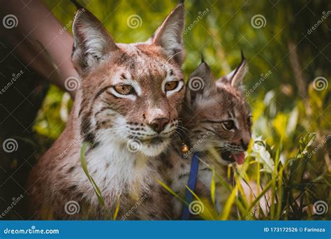 Adorable Eurasian Lynx With Cub Portrait At Summer Field Stock Photo