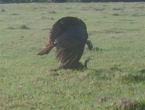 Turkey Ninja Turkey Porn