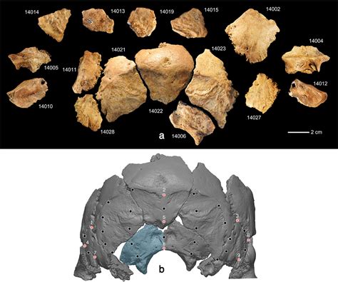 研究进展丨人类演化研究团队对许昌人2号头骨的新研究 山东大学文化遗产研究院