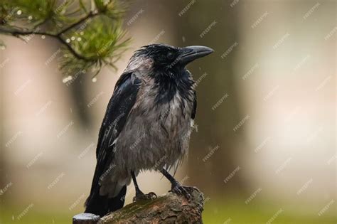 Premium Photo | Portrait of a wise crow symbols of intelligence and ...
