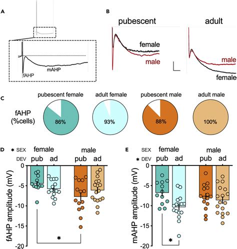 Sex Specific Divergent Maturational Trajectories In The Postnatal Rat