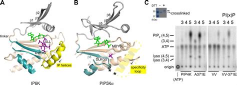 Mechanism Of Substrate Specificity Of Phosphatidylinositol Phosphate