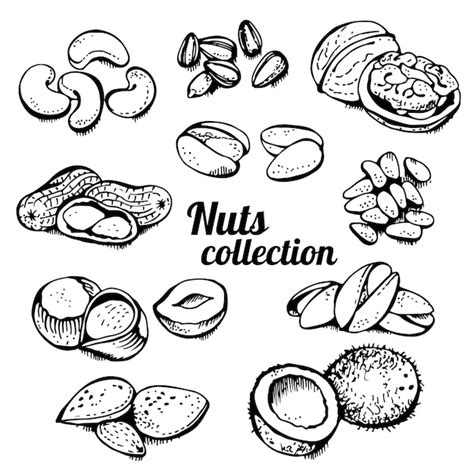 Premium Vector Nuts Set Vector Set Various Nuts Hand Drawn Illustration