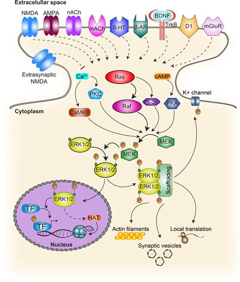 Frontiers Contributions Of Extracellular Signal Regulated Kinase 12