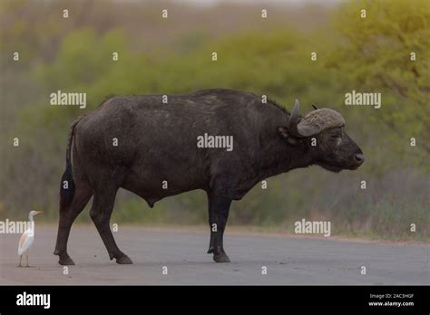 Best Cape Buffalo Hi Res Stock Photography And Images Alamy