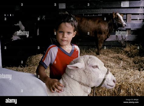 State fair livestock show Stock Photo - Alamy