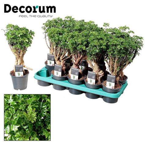 Polyscias Fruticosa Plant Wholesale FlorAccess