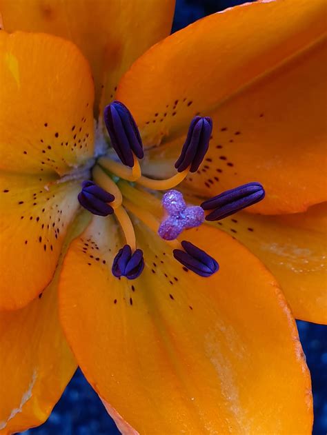 Flower Close Up Pistil Stamens Lily Petal Flowering Plant Beauty