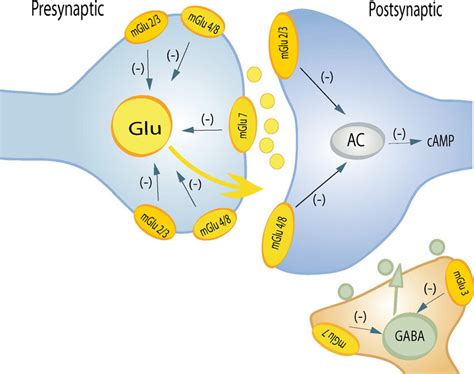 The Localization And Coupling Of Group II III MGlu Receptors