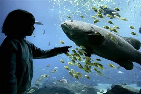 美国亚特兰大世界最大水族馆向公众开放图3科学探索科技时代新浪网