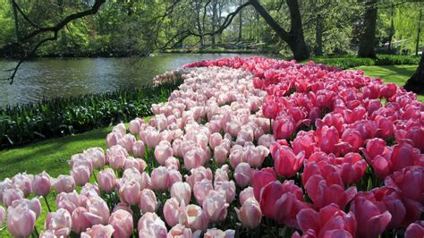 Bakgrundsbilder Natur Blomma Kronblad Sommar Tulpan V R Botanik