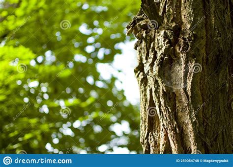 Tree Bark Covered With Green Moss Stock Photo Image Of Surface