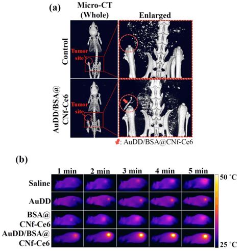 A In Vivo Micro CT Images Of MDA MB Tumor Bearing Nude Mice