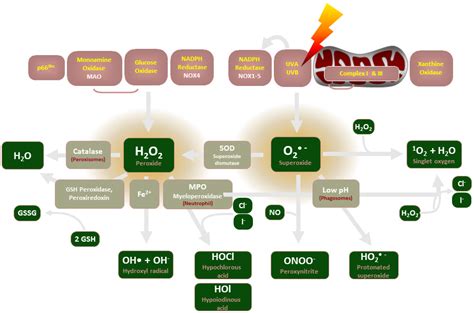 Role Of Nadph Oxidases In Pathologies Encyclopedia Mdpi