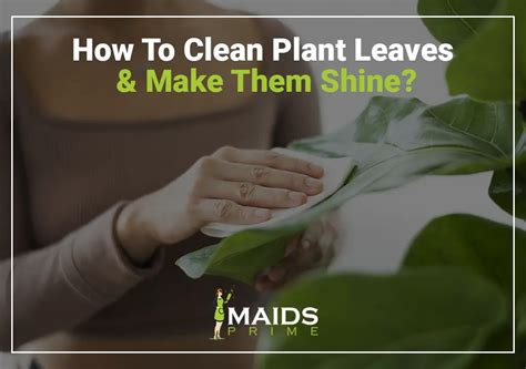 how to clean plant leaves and make them shine