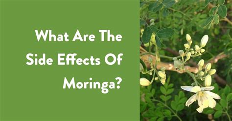 What Are The Side Effects Of Moringa