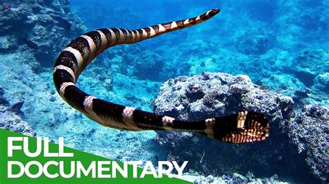 Sea Of Snakes In The Realm Of The Deadly Niue Sea Krait Free