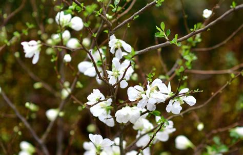 20620 White Quince And Peach Blossoms Oregon Coastal Flowers