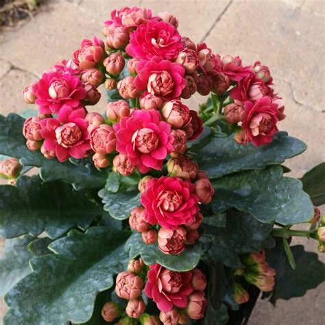 Kalanchoe Blossfeldiana Pink Queen Kalanchoe Pink Queen In