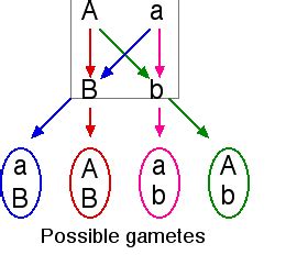 Genetics Exam 3 Flashcards Quizlet