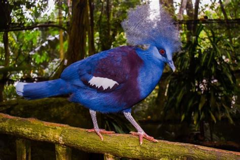 8 Victoria Crowned Pigeon Facts - Fact Animal