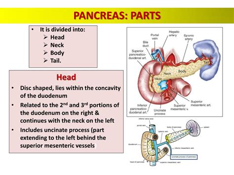 Ppt Pancreas And Biliary System Powerpoint Presentation Free Download