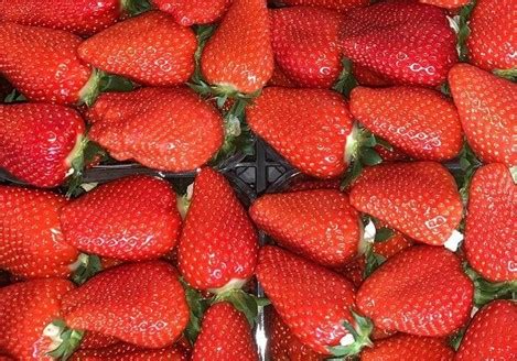 Клубника Элоди: описание и характеристики сорта садовой земляники ...