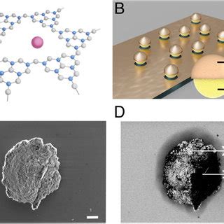 Structure of poly(heptazine imide) (PHI)-based Janus microswimmers. (A ...