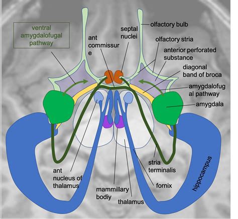 Ventral Amygdalofugal Pathway