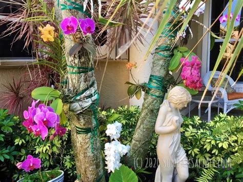 How To Mount Or Attach Your Vanda Orchid To A Tree And Why You Should Grow Orchids On Trees