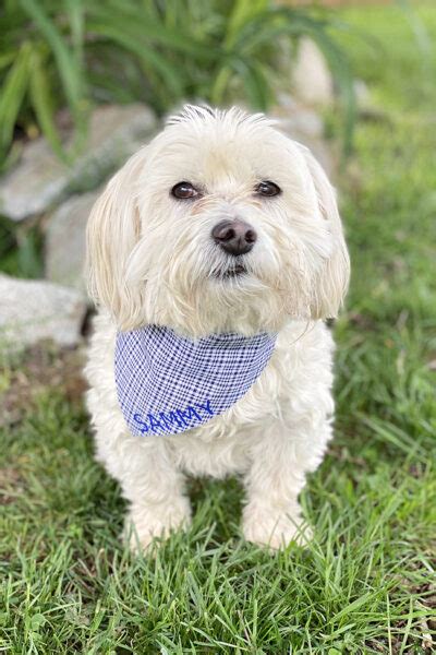 Easy No Sew DIY Dog Bandanas - Clean and Scentsible