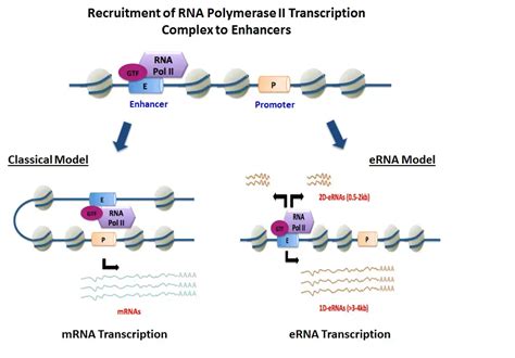 Enhancer RNAs Definition Biogenesis Functions Biology Notes Online