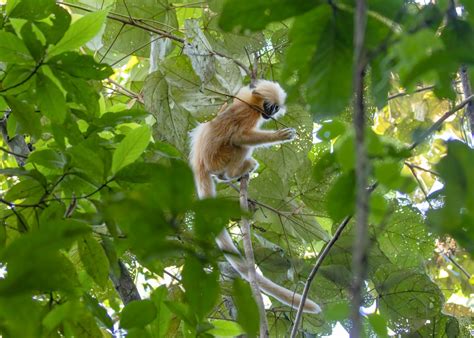 Golden Langur: A Fascinating Primate - travelhkg.com