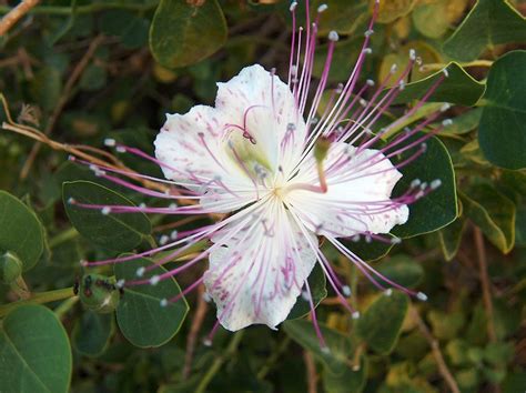 Caper Flower Fiore Di Cappero Just A Caper Flower With Flickr