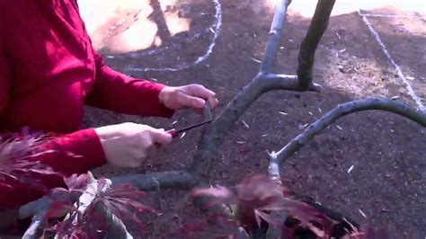 The Art Of Pruning Japanese Maples Part 2 Youtube