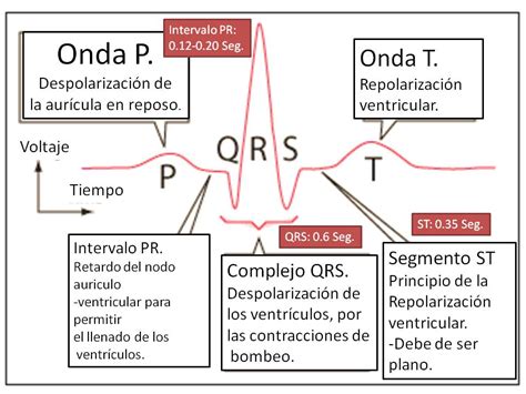 Fisiología Con Elena Chávez Electrocardiograma