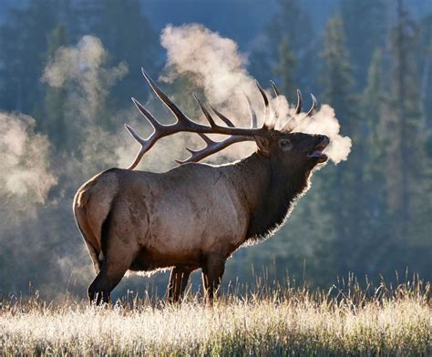 Elk Artofit