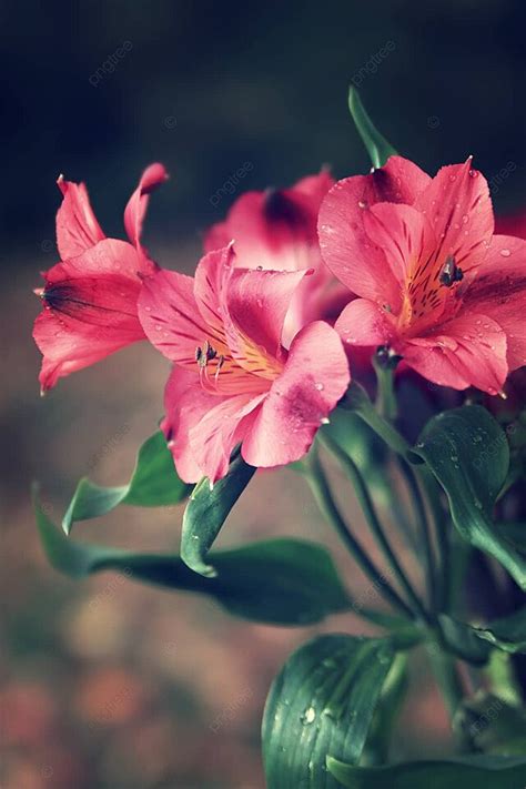 Fondo Rosa Lirios Peruanos Gotas De Lluvia Grupo Tub Rculos Foto E