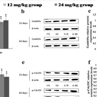 Changes Of MRNA And Protein Expression Levels Of P53 Mdm2 PCNA P21