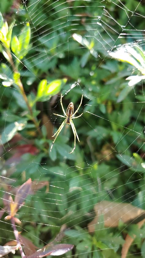 Spider Trap - Free photo on Pixabay - Pixabay