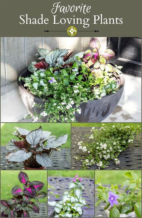 Favorite Shade Loving Plants for the Front Porch | Garden Matter