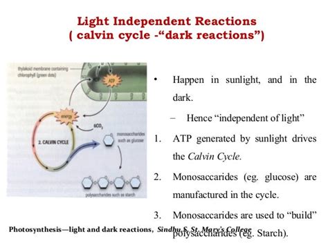 Biochemistry:Photosynthesis—light and dark reactions