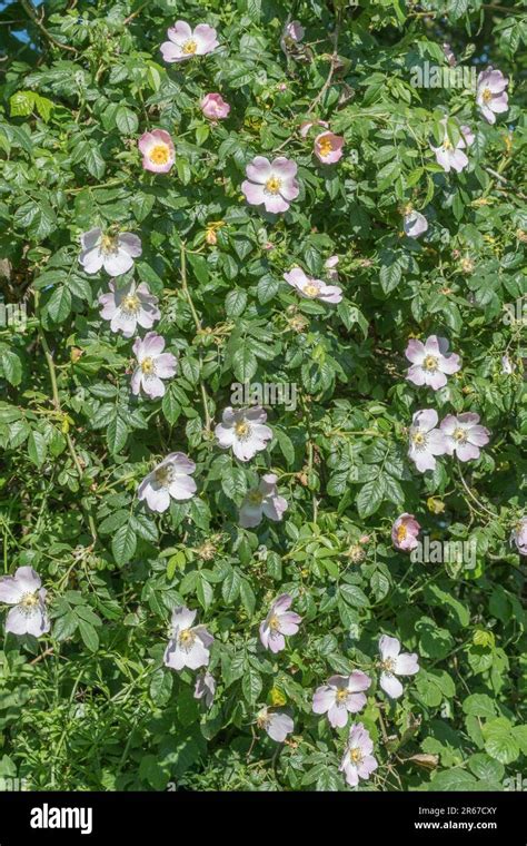 Siepe Di Campagna Rosa Canina Immagini E Fotografie Stock Ad Alta