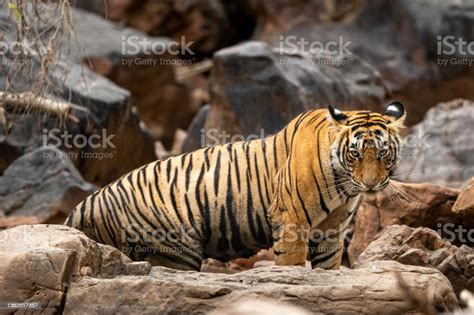 Qual É O Feminino De Tigre - Foto de Tigre Feminino Selvagem De Bengala Ou Tigresa Perfil Lateral ...