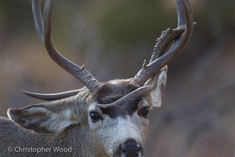 Mule Deer With Locked Antler Zeledonia Flickr