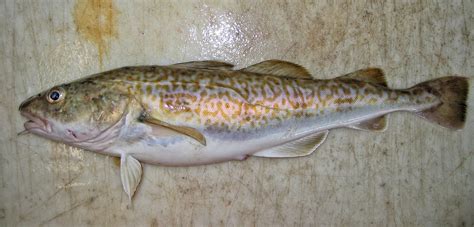 pacific  research  alaska noaa fisheries