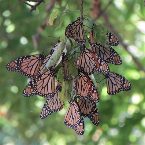 monarch butterfly cluster