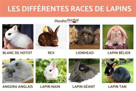 Les Formes Differentes De Lapins