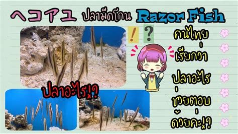 ヘコアユ ปลามดโกน Razorfish YouTube